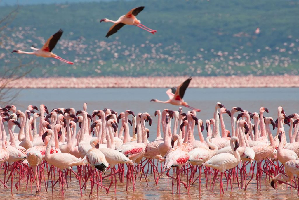 Amboseli, Rift Valley and Masai Mara Combo