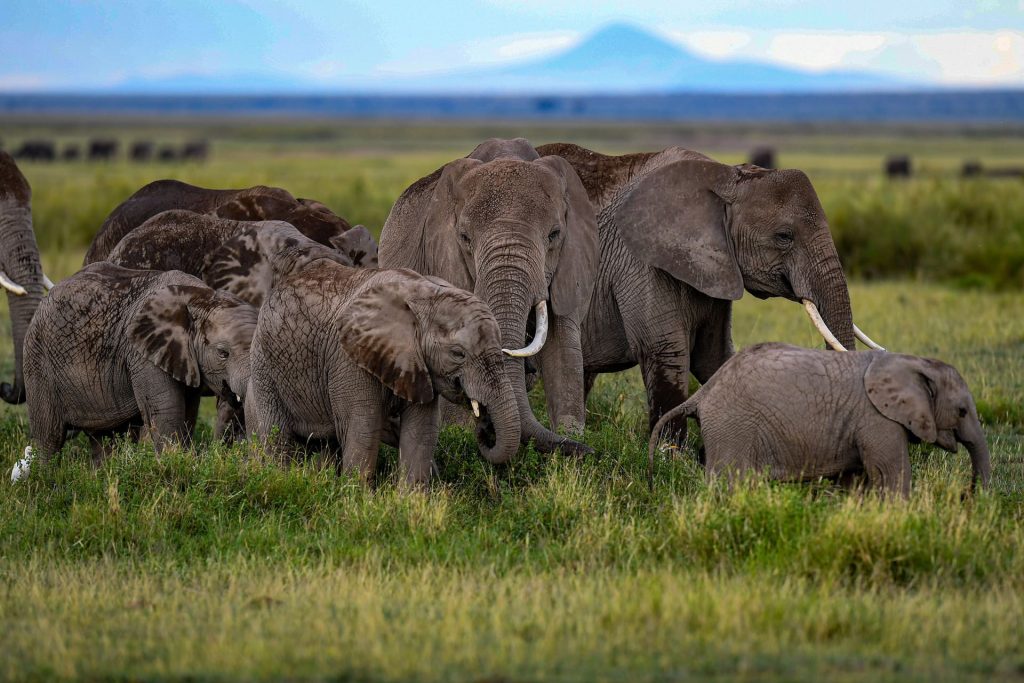 phenomsafaris amboseli road package